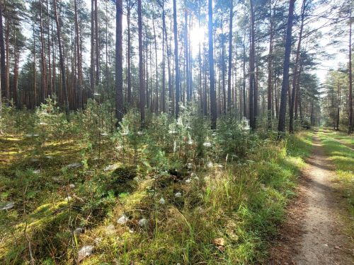 Taubenetzte Spinnenweben im Wald; Foto Verena 3.10.26 Taubenetzte Spinnenweben im Wald; Foto Verena 3.10.26