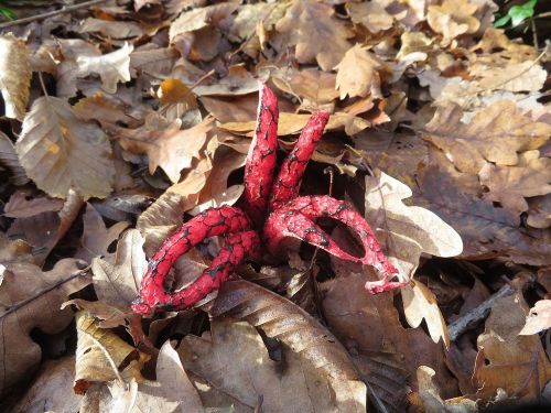 Tintenfischpilz; Foto Michael 20.11.25 Tintenfischpilz; Foto Michael 20.11.25