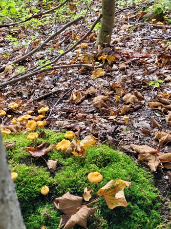 Tolle Pfifferlinge im Wald; Foto Onno 17.9.23 Tolle Pfifferlinge im Wald; Foto Onno 17.9.23