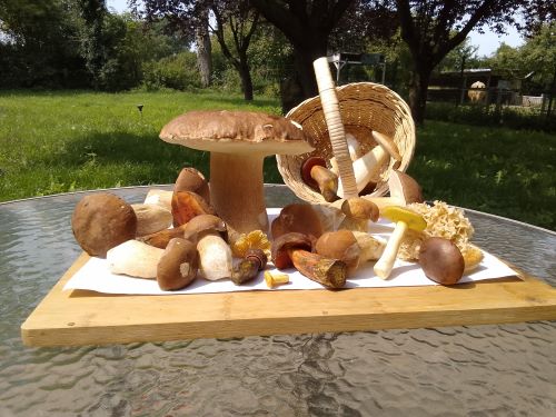 Toller Fund mit herrlichen Sommersteinpilzen; Foto Thomas 6.8.25 Toller Fund mit herrlichen Sommersteinpilzen; Foto Thomas 6.8.25