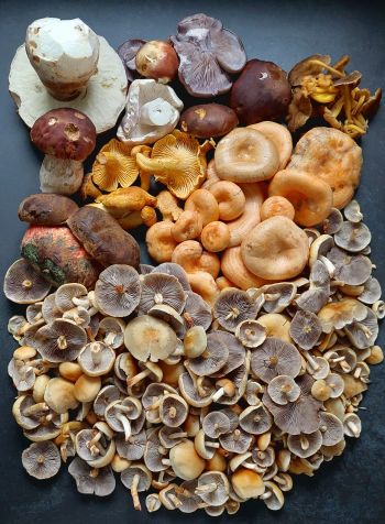 Toller Herbstfund; Foto Martin 4.10.25