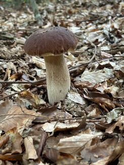 Herrlicher Steinpilz; Foto Klaus 19.9.26