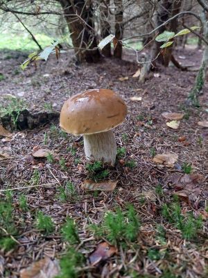 Herrlicher Steinpilz; Foto Margit 25.10.25 Herrlicher Steinpilz; Foto Margit 25.10.25