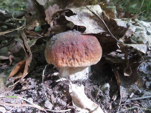 Schöner Steinpilz 2; Foto Michael 20.9.25