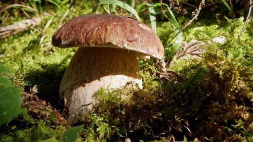 Ein herrlich anzuschauender Steinpilz; Foto Baeri 20.9.25