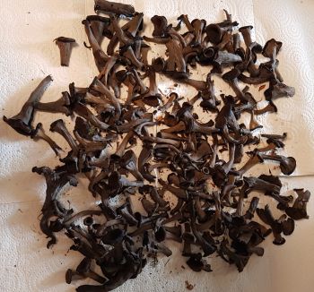 Frühe Totentrompeten 2024; Foto Hans-Jürgen 30.6.24 Frühe Totentrompeten 2024; Foto Hans-Jürgen 30.6.24