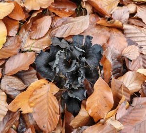 Nest von Totentrompeten; Foto Jürgen 11.11.25