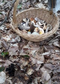 Pilzkorb mit Totentrompeten im Vordergrund; Foto Sandro 12.7.24