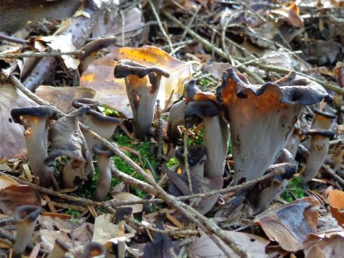 Totentrompeten; Foto Lars 8.10.25 Totentrompeten; Foto Lars 8.10.25