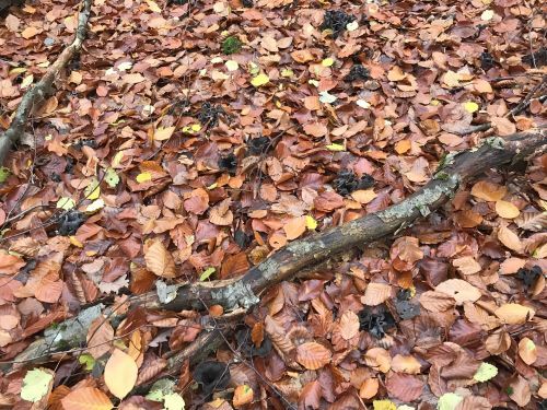 Alles voller Totentrompeten; Foto Jürgen 4.11.25 Alles voller Totentrompeten; Foto Jürgen 4.11.25