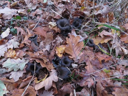 Totentrompeten; Foto Michael 31.10.25 Totentrompeten; Foto Michael 31.10.25