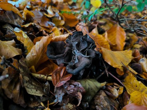 Totentrompeten am Waldrand; Foto Philipp 23.10.25 Totentrompeten am Waldrand; Foto Philipp 23.10.25