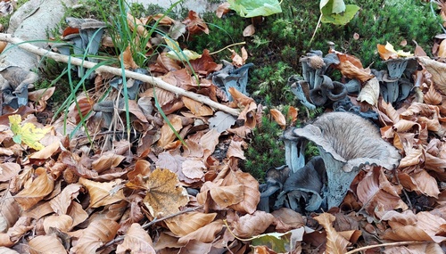 Herbsttrompeten Philipp 30.10.22