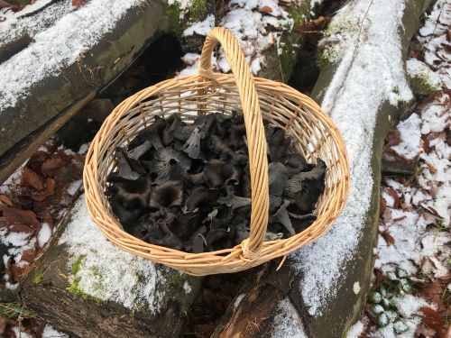 Totentrompeten; Foto Jürgen 21.11.25 