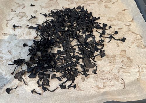 Totentrompeten; Foto Sebastian 23.10.24 Totentrompeten; Foto Sebastian 23.10.24