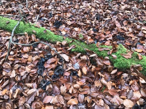 Totentrompeten im Buchenlaub; Foto Jürgen 15.11.25