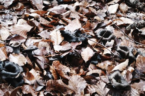 Totentrompeten dicht an dicht; Foto Jürgen 15.11.25