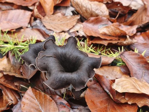 Eines der größeren Exemplare; Foto Jürgen 4.11.25 Eines der größeren Exemplare; Foto Jürgen 4.11.25