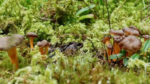Trompetenpfifferlinge im Sphagnummoos; Foto Baeri 20.9.25