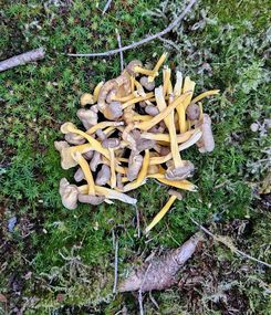 Trompetenpfifferlinge; Foto Cornelius 4.10.23 Trompetenpfifferlinge; Foto Cornelius 4.10.23