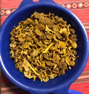 Trompetenpfifferlinge; Foto Jürgen 6.1.23 Trompetenpfifferlinge; Foto Jürgen 6.1.23