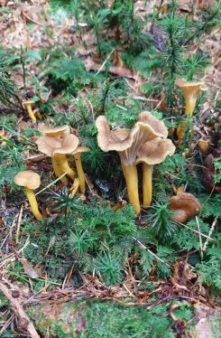 Trompetenpfifferlinge; Foto Martin 14.9.25