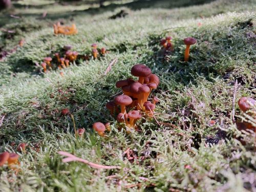Frühe Trompetenpfifferlinge; Foto Matthias 11.8.25