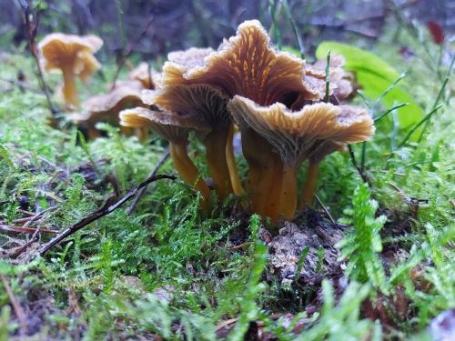 Späte Trompetenpfifferlinge; Foto Matthias 28.11.24 Späte Trompetenpfifferlinge; Foto Matthias 28.11.24