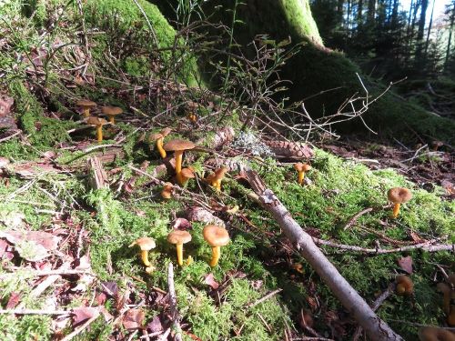 Schönes Habitat für die Trompetenpfifferlinge; Foto Michael 28.10.24 Schönes Habitat für die Trompetenpfifferlinge; Foto Michael 28.10.24