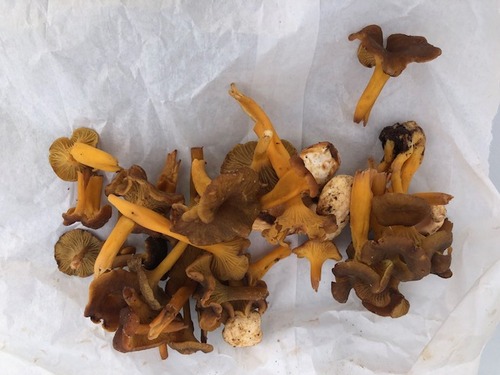 Trompetenpfifferlinge; Foto Peter 31.8.23 Trompetenpfifferlinge; Foto Peter 31.8.23