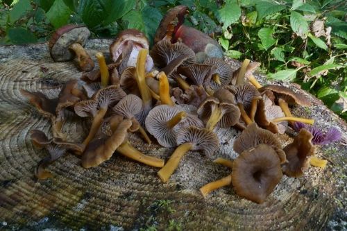 Trompetenpfifferlinge; Foto Sepp 14.10.25