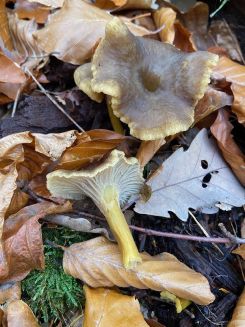 Trompetenpfifferlinge; Foto Tobias 1.11.25