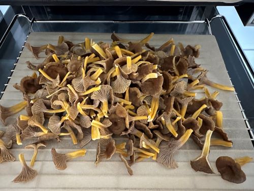 Trompetenpfifferlinge; Foto Sebastian 23.10.24 Trompetenpfifferlinge; Foto Sebastian 23.10.24