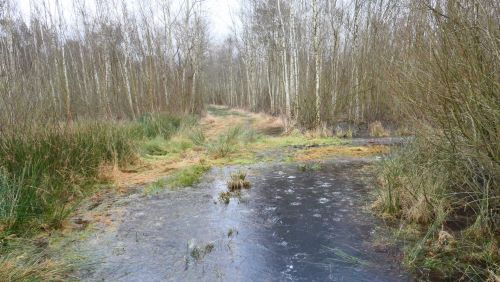 Überflutete Wander- und Forstwege; Foto Christine 22.1.25