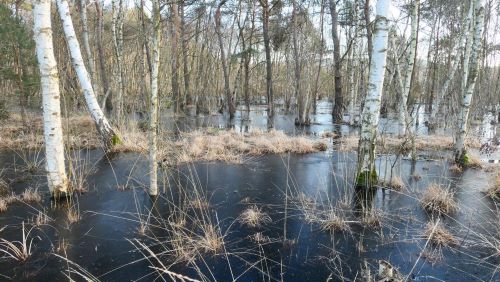 Überflutetes Auewäldchen; Foto Christine 22.1.25