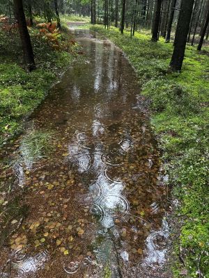 Waldweg bei Triftern unter Wasser; Foto Armin 17.9.24 Waldweg bei Triftern unter Wasser; Foto Armin 17.9.24