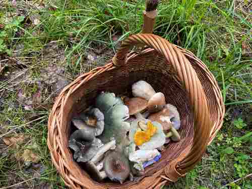 Uwes Korb 7.8.23 Uwes Korb 7.8.23