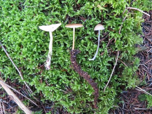 Vergleich Langstieliger Dufttrichterling (li.), Fichtenzapfenrübling (Mi.) und Fichtenzapfenhelmling (re.); Foto Michael 27.2.26