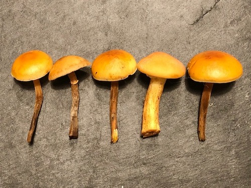 Vergleich Enoki Thomas 12.12.22 Vergleich Enoki Thomas 12.12.22