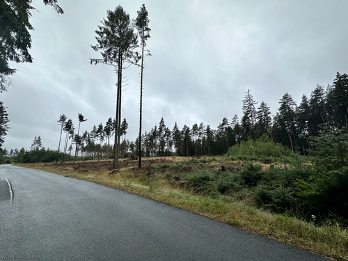 Verschwundener Wald Stephan 2,8,23 Verschwundener Wald Stephan 2,8,23