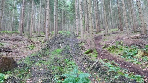 Verwüsteter Hochwald; Foto Christine 23.10.25 Verwüsteter Hochwald; Foto Christine 23.10.25