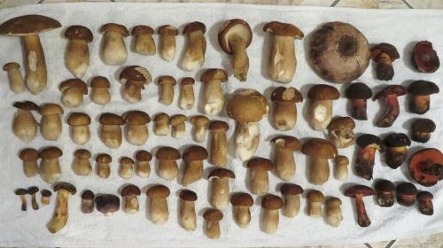 Fund mit vielen Sommersteinpilzen; Foto Michael 10.8.25