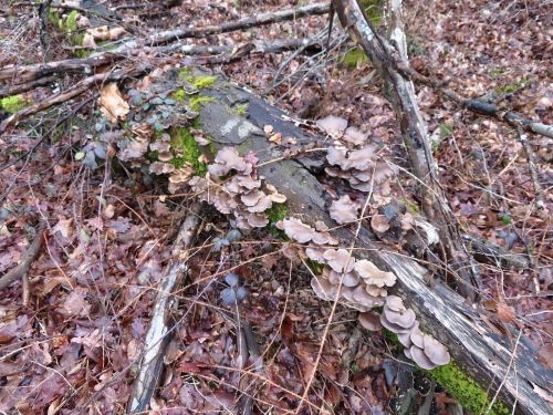 Ein mit Austernpilzen übersäter morscher Stamm; Foto Michael 4.2.26