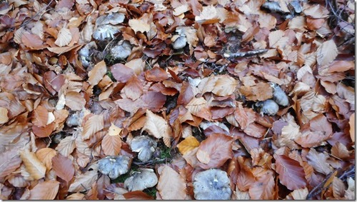 Viele Schwarzfaserige Ritterlinge auf engstem Raum; Foto © Hermann 15.11.23