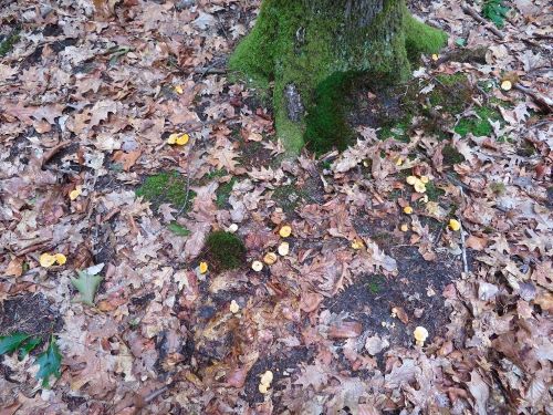 Viele Pfifferlinge umlagern eine Rotbuche; Foto Michael 3.6.25