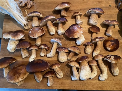 Viele späte Steinpilze; Foto Tobias 25.11.23 Viele späte Steinpilze; Foto Tobias 25.11.23