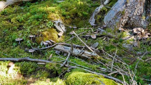 Viele durstige Violette Rötelritterlinge; Foto Baeri 20.9.25