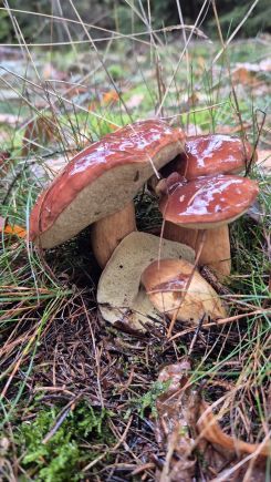 Vierermaronenröhrling; Foto Tim 25.10.25 Vierermaronenröhrling; Foto Tim 25.10.25