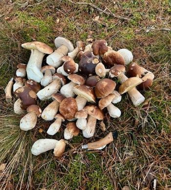 Ein nicht mehr erwarteter Fund vieler bester Steinpilze; Foto Chrischi 7.11.25 Ein nicht mehr erwarteter Fund vieler bester Steinpilze; Foto Chrischi 7.11.25