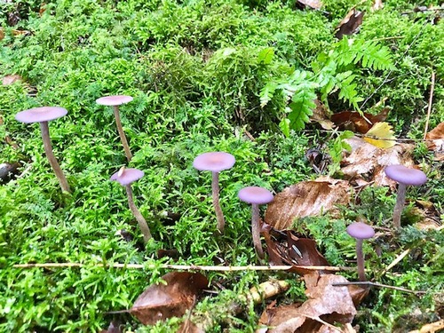 Violette Lacktrichterlinge Thomas 3.10.22 Violette Lacktrichterlinge Thomas 3.10.22